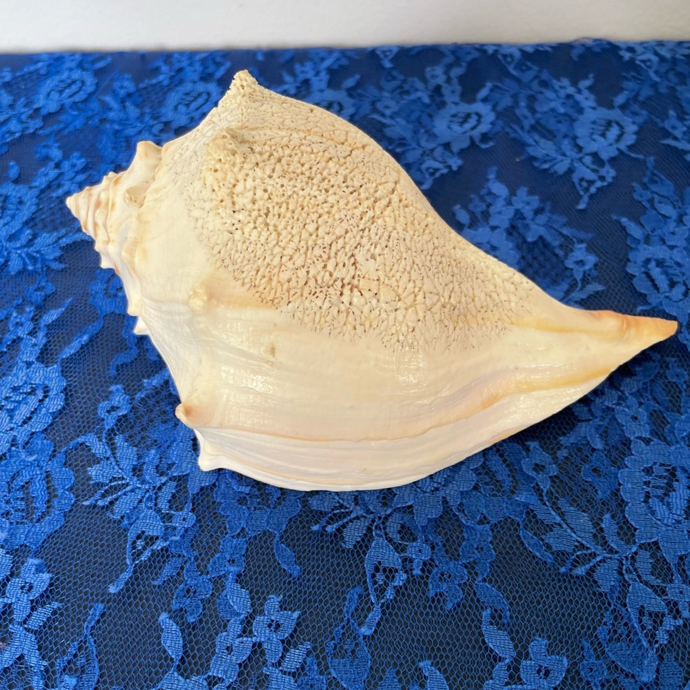 Conch Beach Shell